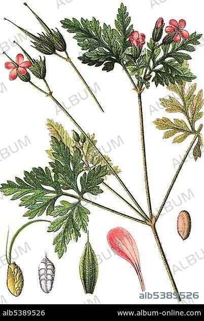 Herb Robert, Red Robin, Death come quickly or Robert Geranium (Geranium robertianum), medicinal and useful plant, chromolithograph, 1881, historical illustration.