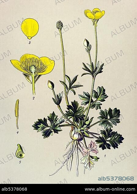 Historic illustration, Bulbous Buttercup (Ranunculus bulbosus), poisonous plant, medicinal plant.