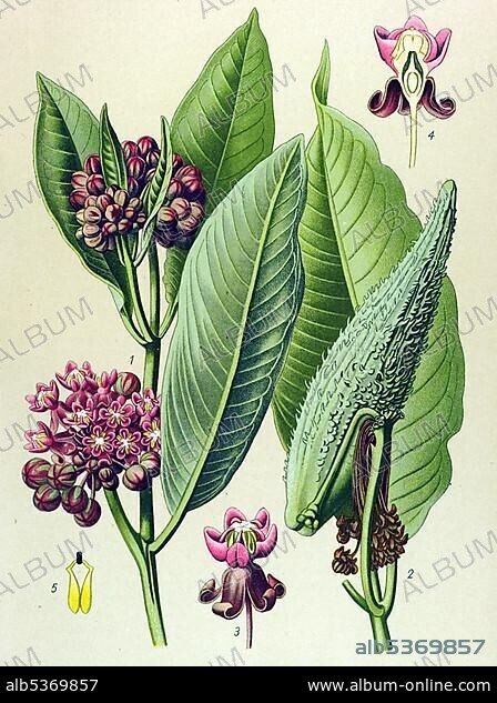 Historical illustration, Milkweed (Asclepias Cornuti), poisonous plant.