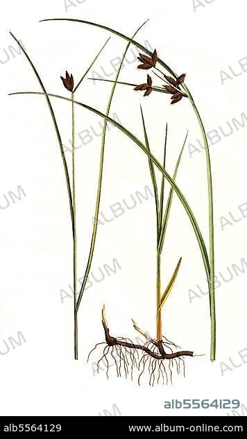 Gewöhnliche Strandsimse, Bolboschoenus maritimus, auch Strandbinse, digital restaurierte Reproduktion einer Originalvorlage aus dem 19. Jahrhundert, genaues Originaldatum nicht bekannt.