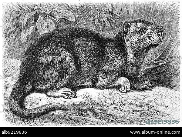 Desmarest's hutia (Capromys pilorides) or Cuban Tree Rat, Capromys piloride, a species of rodent in the spiny rat family, Desmarest's hutia or the Cuban hutia, is a stout, furry, rat-like mammal, Historic, digitally restored reproduction of a 19th century original, exact original date unknown.