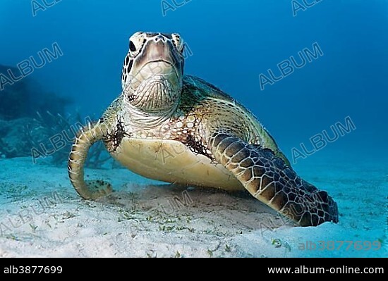 Green sea turtle (Chelonia mydas) resting on sandy seabed, Great Barrier Reef, UNESCO World Heritage Site, Pacific, Australia, Oceania.