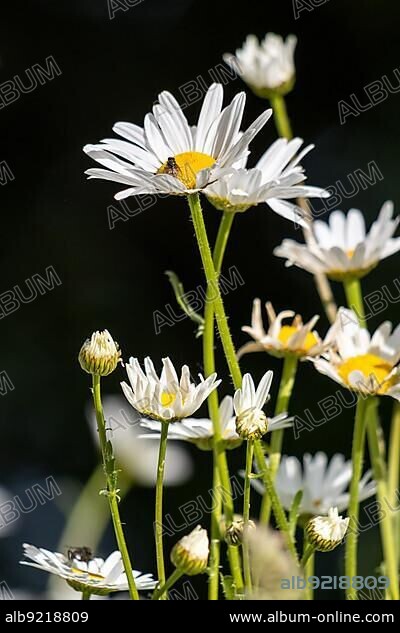 Wild Ox-Eye Daisies (Leucanthemum vulgare) flowering in the springtime sunshine.