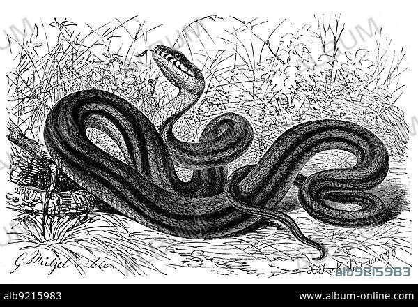 Reptiles, four-lined snake (Elaphe quatuorlineata) is a species of snake in the adder family, Historic, digitally restored reproduction from a 19th century original.