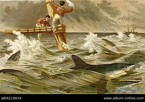 Fish, Blue shark (Prionace glauca) (Selachii), Requiem shark family, Historical, digitally restored reproduction from a 19th century original.