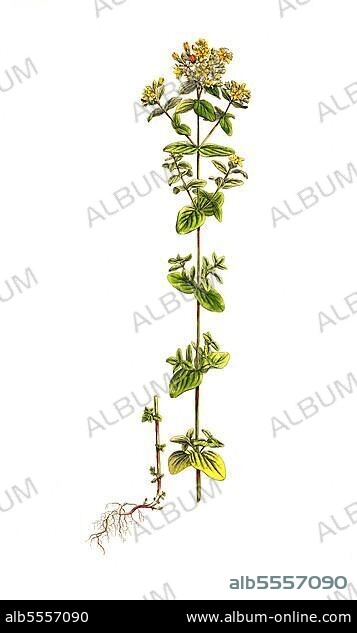 Geflecktes Johanniskraut (Hypericum) maculatum, auch Kanten-Johanniskraut, digital restaurierte Reproduktion einer Originalvorlage aus dem 19. Jahrhundert, genaues Originaldatum nicht bekannt.