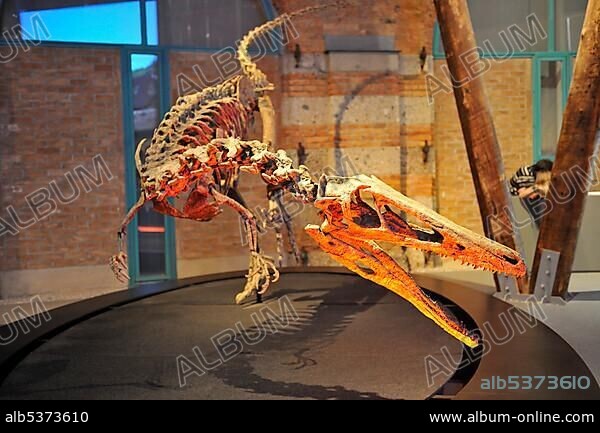 Austroraptor cabazai, carnivore, lived 70 million years ago, Giant Dinosaurs of Argentina exhibition, Lokschuppen, locomotive shed, Rosenheim, Upper Bavaria, Bavaria, Germany, Europe.