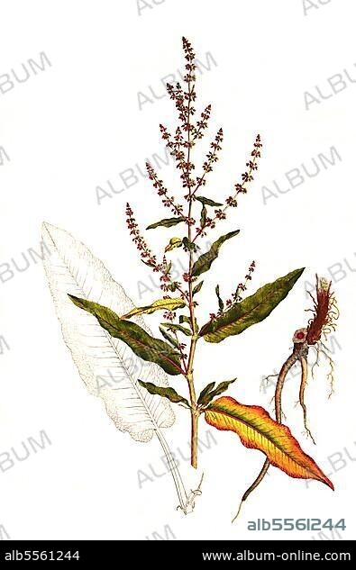 Wiesen-Sauerampfer (Rumex acetosa), auch Sauerampfer, Sauerlump, digital restaurierte Reproduktion einer Originalvorlage aus dem 19. Jahrhundert, genaues Originaldatum nicht bekannt.