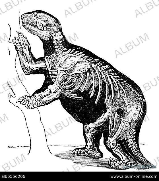 Riesenfaultier, Skelett eines Megatherium americanum, ausgestorben, digital restaurierte Reproduktion einer Originalvorlage aus dem 19. Jahrhundert.