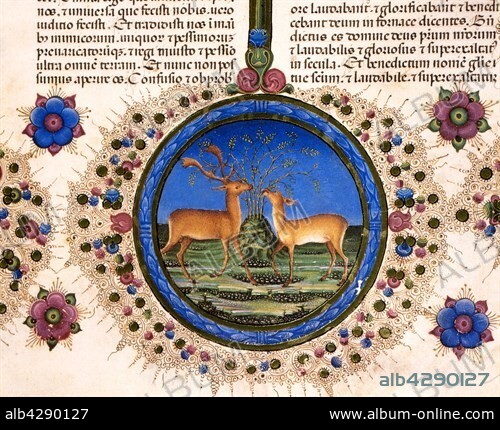 Facsimile of the Bible of Borso d'Este. Volume II, folio 80 recto: Lower section of the border decorated with image of a stag and a deer.. Biblioteca Estense Universitaria, Modena.. . The Bible of Borso d'Este consists of 2 volumes with the pages illuminated on both the front and the back. Created by Taddeo Crivelli (1425-1479), with contributions by Franco dei Russi (active from 1453-1482), Guglielmo Giraldi (active from 1445-1490) and Girolamo de Corradi (active from 1451-1483).