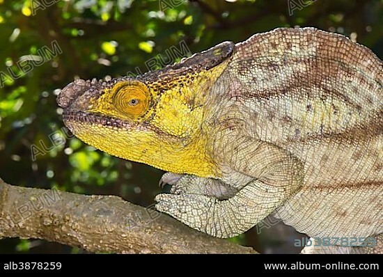 Parson's Chameleon (Calumma parsonii), Madagascar, Africa.