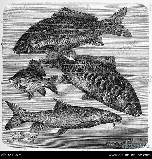 Fish, 1. common carp (Cyprinus carpio), 2. mirror carp, breeding form, 3. crucian carp (Carassius carassius), also cobbler carp, 4. barbel (Barbus barbus), Barbus vulgaris, Historic, digitally restored reproduction from a 19th century original.