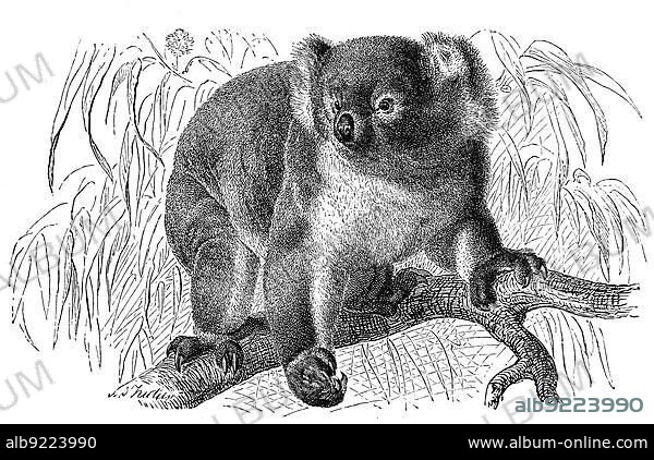 Koala (Phascolarctos cinereus), koala, a tree-dwelling marsupial in Australia, Historic, digitally restored reproduction from an 18th century original.