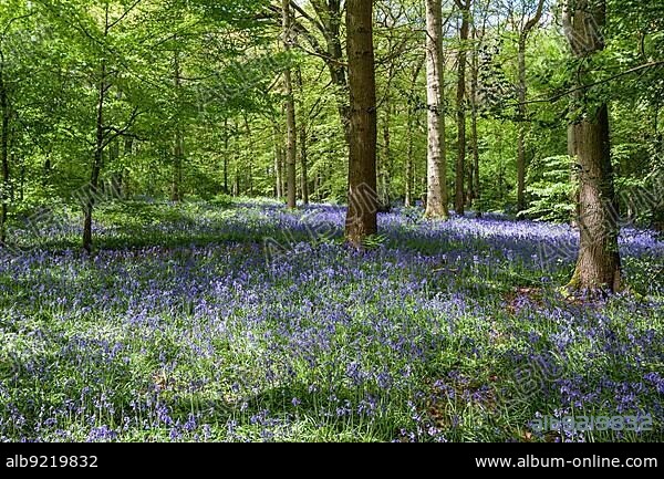 Bluebells in Staffhurst Woods near Oxted Surrey.