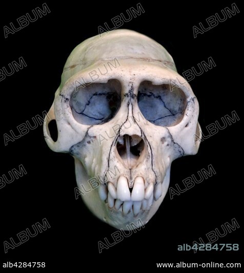 Skull of Macaca Mulatta (Rhesus Macaque). Dated 1780.