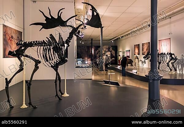 Skeleton of an Irish elk (Megaloceros giganteus) and visitors looking at other prehistoric animals at the Cinquantenaire Museum in Brussels, Belgium, Europe.