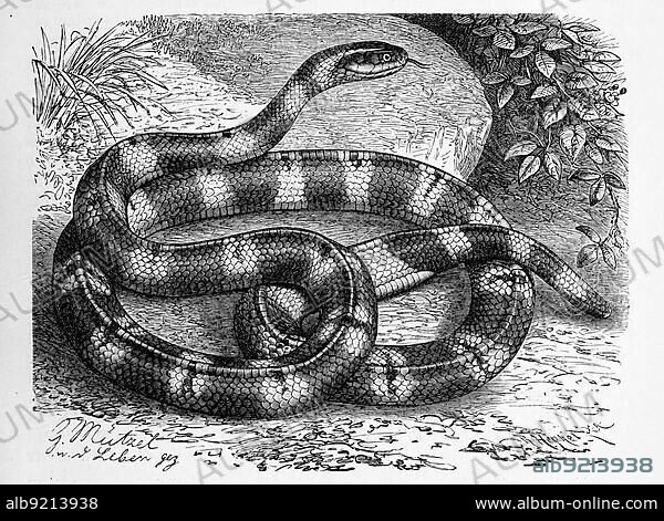 Reptiles, Yellow-banded krait (Bungarus fasciatus) is a venomous snake species and belongs within the venomous snake family, Historical, digitally restored reproduction from a 19th century original.