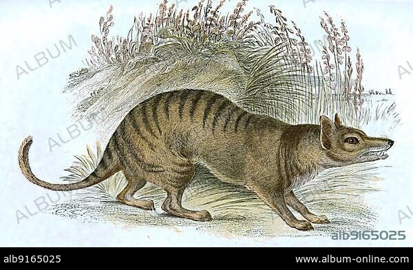 Tasmanian wolf (Thylacinus cynocephalus), also called Tasmanian wolf, marsupial tiger or thylacine, was the largest predatory marsupial that lived on the Australian continent after the Quaternary extinction wave, digitally restored reproduction of an original 19th century original.