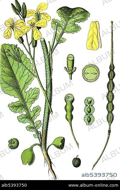 Wild radish, jointed charlock (Raphanus raphanistrum), medicinal and useful plants, chromolithography, 1880.
