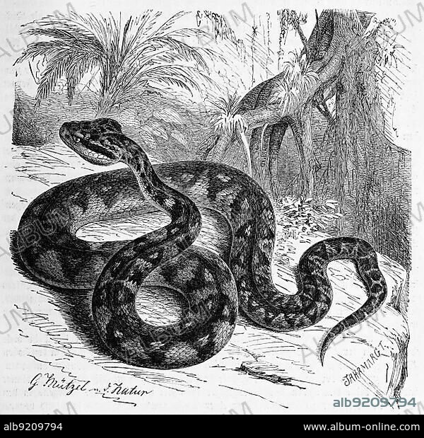 Reptiles, Bushmasters, Lachesis are a genus of snake from the subfamily of pit vipers, Historical, digitally restored reproduction from a 19th century original.