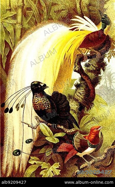 Bird, Birds of Paradise, Bird of Paradise or Bird of Gods, Paradisea apodal, Ray Bird of Paradise, Parotia sexpennis, king bird-of-paradise (Cicinnurus regius), Historic, digitally restored reproduction from a 19th century original.