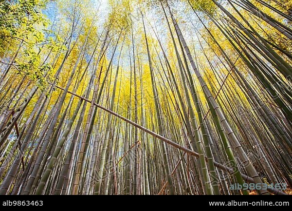 The secret bamboo forest of Fushimi Inari Shrine on a warm spring day near Kyoto Japan.