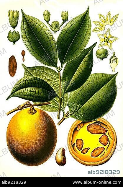 Medicinal plant, Ignatius Brechuss, also Ignatius Bean or Ignatius Bean Tree (Strychnos ignatii) is a species of plant belonging to the family Loganiaceae. The seed is also called Ignaz bean, Bitter fever nut, Semen ignatii, St. Ignaz bean, Strychnine plant, Historic, digitally restored reproduction from an 18th century original.