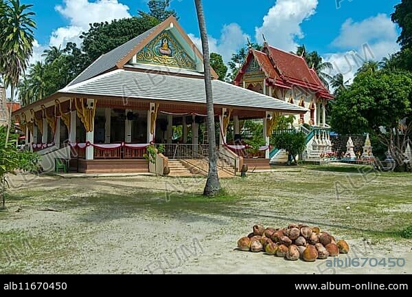 Tropical idyll in the Wat Khiri Mat temple complex, coconuts in front of the prayer hall, Phang Ka, Koh Samui, Thailand, Asia.