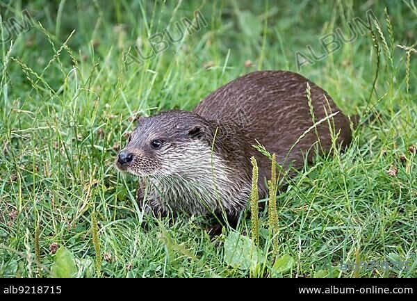 Eurasian Otter (Lutra lutra).