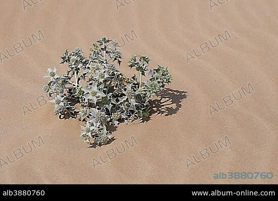 Sea Holly (Eryngium maritimum), Crete, Greece, Europe.
