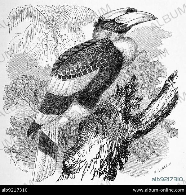 Bird, great hornbill (Buceros bicornis) is a species of bird in the hornbill family.
