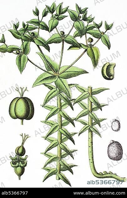 Caper Spurge or Paper Spurge (Euphorbia lathyris), medicinal and useful plant, chromolithograph, 1881, historical illustration.