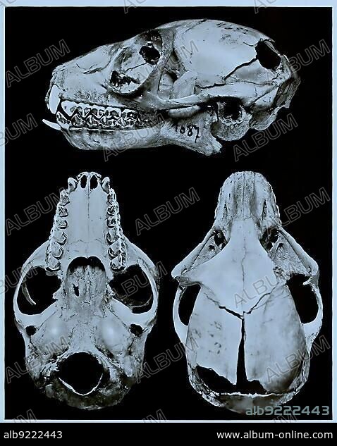 Skull bone, Research, Evolution, Research piece, Common weasel sportive lemur (Lepilemur mustelinus) within the lemurs, Historical, Digitally restored reproduction of an original 19th century original, exact original date unknown.