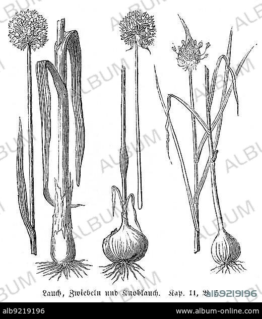 Leeks (Alium Porrum), onions (Alium Cepa) and garlic (Alium Sativum), Egypt, food, seasoning, nourishment, free, leek, Old Testament, Genesis, Fourth Book of Moses, chapter 11, verse 5, historical illustration circa 1850, Africa.