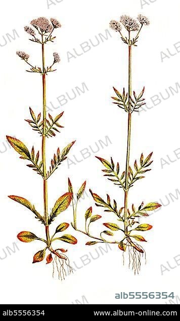 Kleiner Baldrian, auch Sumpf-Baldrian oder Zweihäusiger Baldrian (Valeriana dioica), digital restaurierte Reproduktion einer Originalvorlage aus dem 19. Jahrhundert, genaues Originaldatum nicht bekannt.