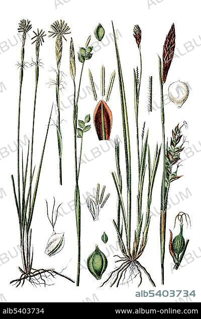 White Sedge (Carex alba), left, and Sedge species (Carex pilosa), right, medicinal plant, historical chromolithography, circa 1796.