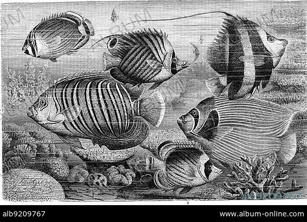 Fish, various pangolin, mediterranean basselet (Anthias anthias), synonym Serranus anthias, coral fish, clipper fish, flagellate, duke fish, emperor fish, Historical, digitally restored reproduction from a 19th century original.