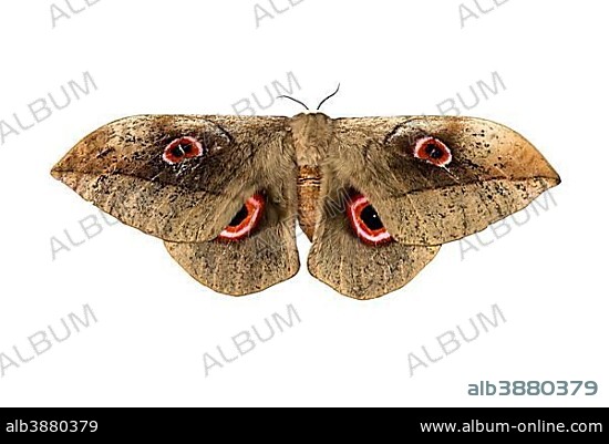 Moth species Lobobunaea phaedusa ssp christyi, Oromia Region, Ethiopia, Africa.