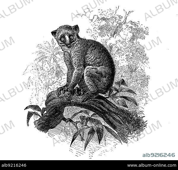 Calabar angwantibo (Arctocebus calabarensis), a primate species from the loris family, digitally restored reproduction of a 19th century original, exact original date unknown.