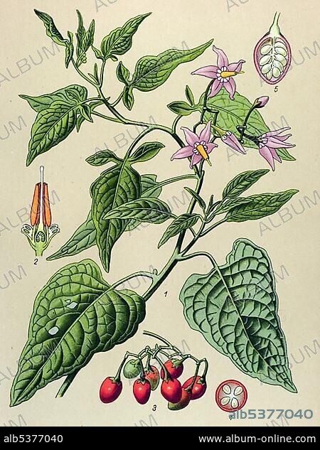 Historical illustration, Bittersweet (Solanum dulcamara), poisonous plant, medicinal plant.