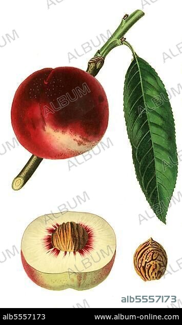Nektarine, Nektarinensorte, the violet nectarine, digitale Reproduktion einer Originalvorlage aus dem 19. Jahrhundert, Originaldatum nicht bekannt.