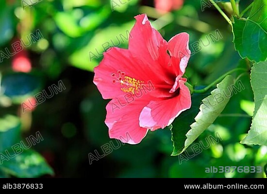 Hibiscus (Hibiscus), flowering, Nosy Be, Madagascar, Africa.