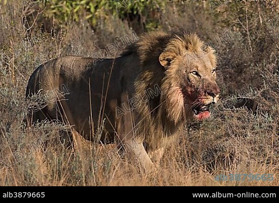 Lion (Panthera leo), male with blood on his mouth running through bushland, Welgevonden Privat Game Reserve, Waterberge, Limpopo, South Africa, Africa.