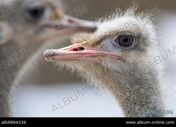 Africa, african, afrikanischer strauss, animal, avian, bar, beak, big, bird, black, blue, camelus, captivity, common ost, conservation, desert, eilat, environment, eye, face, family, feather, female, head, hot, israel, long, maintain, male, national, nat.