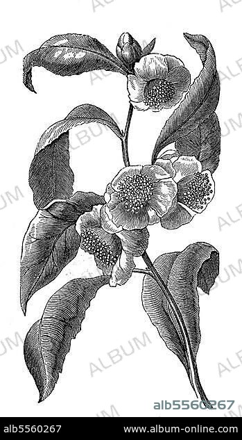 Zweig und Blüten des Tee, Teestrauch, Teepflanze (Camellia sinensis), digital restaurierte Reproduktion einer Originalvorlage aus dem 19. Jahrhundert.