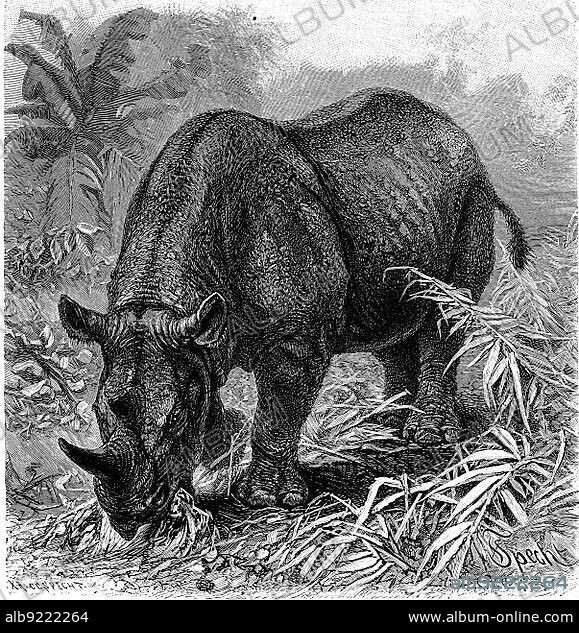 Black rhinoceros, black rhino or hook-lipped rhinoceros, is a species of rhinoceros, Historic, digitally restored reproduction from an 18th century original.