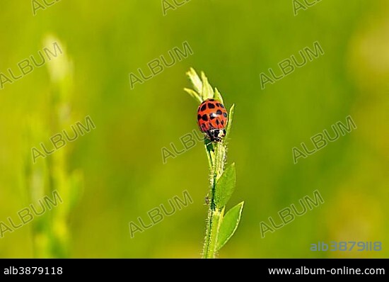 Multicolored Asian lady beetle or ladybug (Harmonia axyridis) sitting on a plant, North Rhine-Westphalia, Germany, Europe.