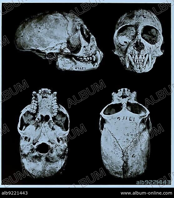 Skull bone, Research, Evolution, Research piece, Central American squirrel monkey (Saimiri oerstedii) or red-backed squirrel monkey, Primate species from the group of New World monkeys, Historical, Digitally restored reproduction of a 19th century original, Exact original date unknown.