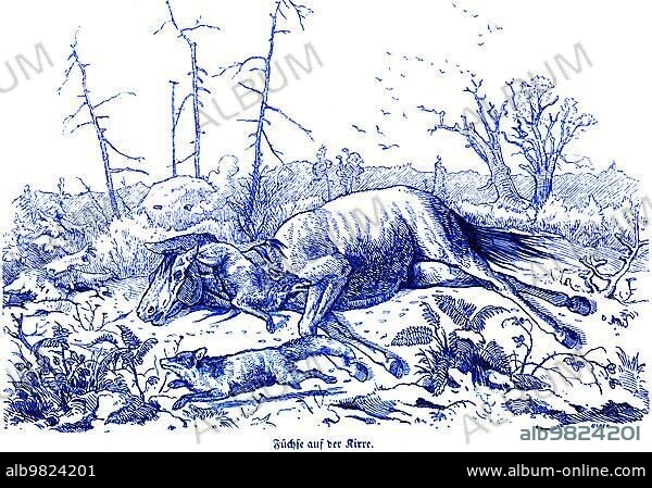 Foxes on the Kirre; old horse; hunter's trap; Hubertus hunt; hunting scenes; wild animals; forest; fern; attract; historical illustration around 1860.