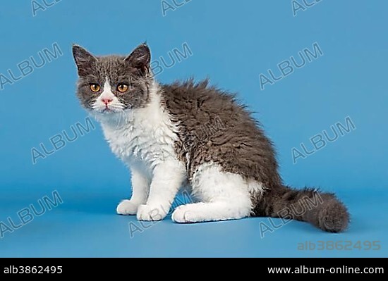 Breed Selkirk Rex Kitten, 10 weeks old, color lilac mackerel tabby white.
